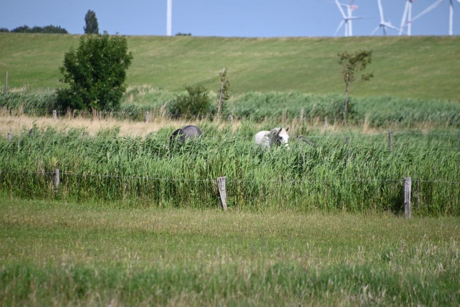 Pferde und Deich