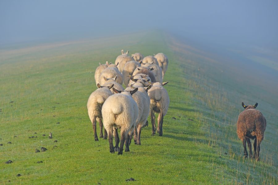 Schafe im Nebel